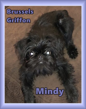 Mindy is a rough coat Brussels Griffon - Black Pug Puppies | I've seen a look in dogs' eyes, a quickly vanishing look of amazed contempt, and I am convinced that basically dogs think humans are nuts.