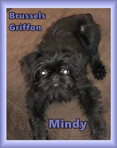 Mindy is a rough coat Brussels Griffon