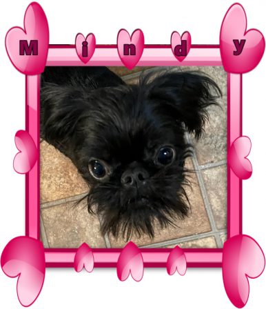 Mindy is a black rough coat Brussels Griffon - Black Pug Puppies | The only creatures that are evolved enough to convey pure love are dogs and infants.