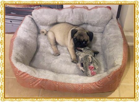 Missy Peaches will grow into her bed - Fawn Pug Puppies | I think we are drawn to dogs because they are the uninhibited creatures we might be if we weren't certain we knew better.