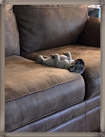 The Life of a Pug! - Fawn Pug Puppies | If you don't own a dog, at least one, there is not necessarily anything wrong with you, but there may be something wrong with your life.