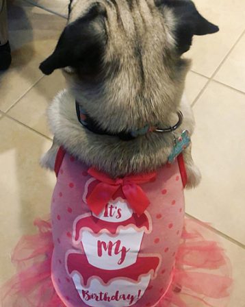 Brandy's Missy/Peaches in her birthday dress. - Adult Fawn Pug | My goal in life is to be as good of a person my dog already thinks I am.