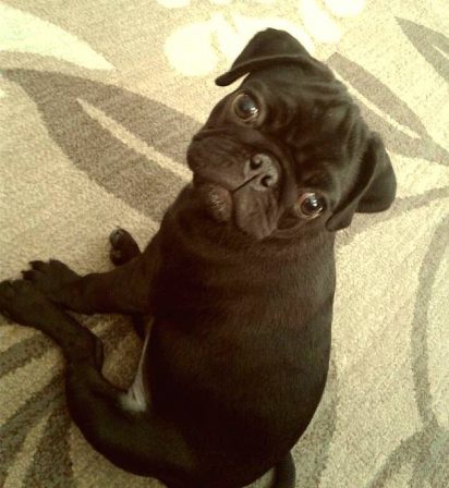 Winston Wagner - Black Pug Puppies | If dogs could talk, perhaps we would find it as hard to get along with them as we do with people.