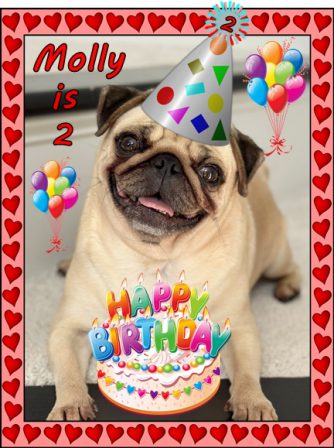 BRP's Retired Girl Molly Hensley on her 2nd Birthday - Adult Apricot Pug | If you think dogs can't count, try putting three dog biscuits in your pocket and give him only two of them.