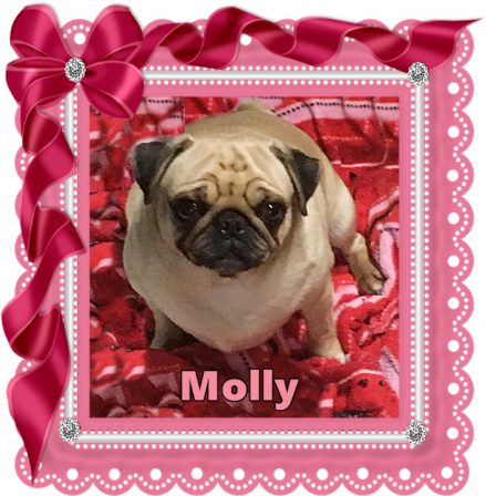 This is BRP's Molly - Adult Apricot Pug | Petting, scratching, and cuddling a dog could be as soothing to the mind and heart as deep meditation and almost as good for the soul as prayer.