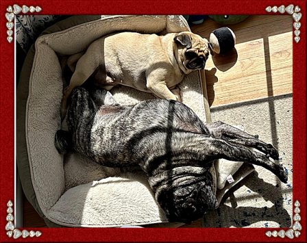 Molly and Louie love bathng in the sun - Adult Multiple Color Pugs | I think we are drawn to dogs because they are the uninhibited creatures we might be if we weren't certain we knew better.
