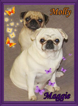 Maggie and Molly - Adult Multiple Color Pugs | If a dog will not come to you after having looked you in the face, you should go home and examine your conscience.