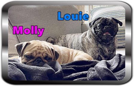 Molly on her way home with her forever family - Adult Apricot Pug | Petting, scratching, and cuddling a dog could be as soothing to the mind and heart as deep meditation and almost as good for the soul as prayer.