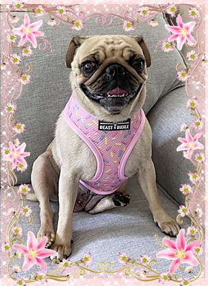 Molly showing off her new harness - Adult Apricot Pug | The average dog is a nicer person than the average person.