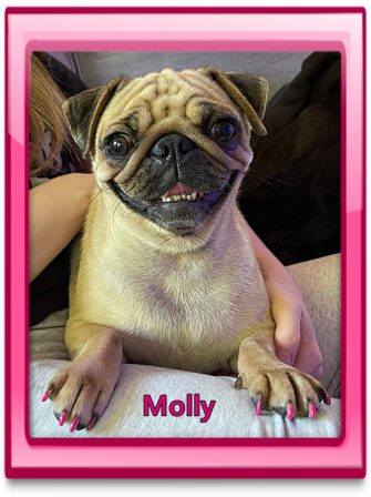 Queen Leah did Princess Molly's nails - Adult Apricot Pug | If you think dogs can't count, try putting three dog biscuits in your pocket and give him only two of them.