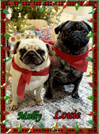 Molly & Louie celebrating Christmas 2022 - Adult Multiple Color Pugs | If dogs could talk, perhaps we would find it as hard to get along with them as we do with people.