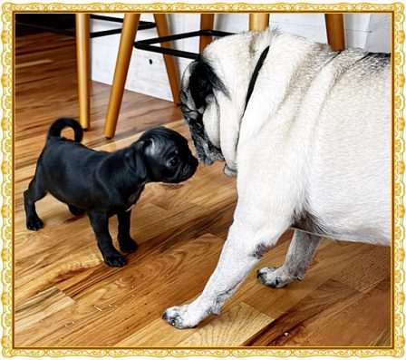 Molly/Pippa meeting Moxie for the firs time - Multiple Color Pugs - Puppies and Adults | The great pleasure of a dog is that you may make a fool of yourself with him and not only will he not scold you, but he will make a fool of himself too.