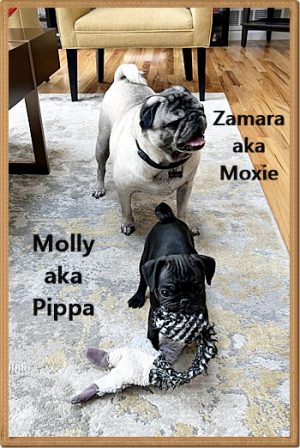 Moxie even lets Pippa play with her toys - Multiple Color Pugs - Puppies and Adults | No matter how little money and how few possessions you own, having a dog makes you rich.