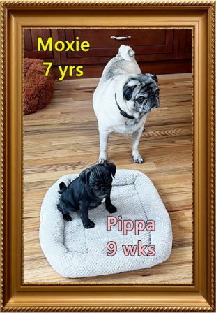 Pippa has taken over Molly's bed - Multiple Color Pugs - Puppies and Adults | He is your friend, your partner, your defender, you are his life, his love, his leader.