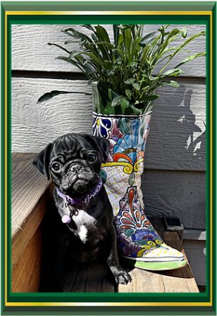 No, I am not a yard statue . . . I am a real pug! - Black Pug Puppies | I think we are drawn to dogs because they are the uninhibited creatures we might be if we weren't certain we knew better.