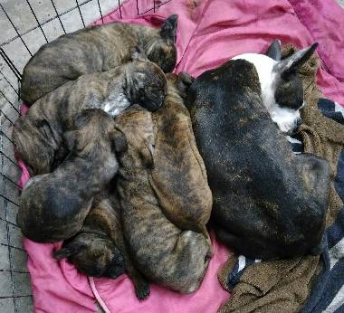 Litter of Frugtons - Brindle Pug - Puppies and Adults | Every boy who has a dog should also have a mother, so the dog can be fed regularly.