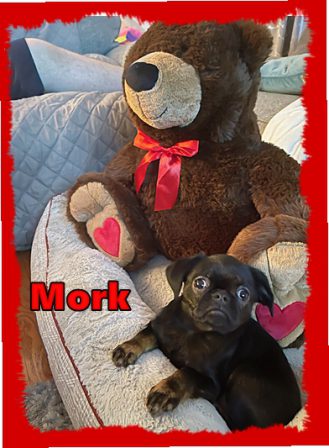 Mork is a smooth coat Brussels Griffon and is Mindy's brother - Black Pug Puppies | If you don't own a dog, at least one, there is not necessarily anything wrong with you, but there may be something wrong with your life.