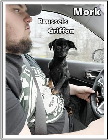 Mork is daddy's personal GPS - Black Pug Puppies | A dog will teach you unconditional love, if you can have that in your life, things won't be too bad.