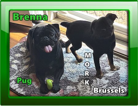 Mork really likes Brenna, too - Multiple Color Pugs - Puppies and Adults | Even the tiniest dog is lionhearted, ready to do anything to defend home and family.
