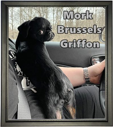 On the road again with Dad! - Black Pug Puppies | The dog is a gentleman; I hope to go to his heaven not man's.