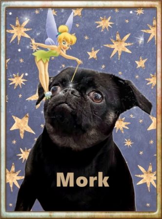 Mork is a black smooth coat Brussels Griffon aka Petite Brabancon - Adult Black Pug | If dogs could talk, perhaps we would find it as hard to get along with them as we do with people.
