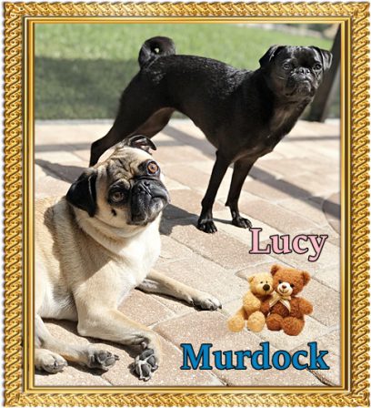 Catching up with the Laszlo Family - Adult Multiple Color Pugs | Dogs love their friends and bite their enemies, quite unlike people, who are incapable of pure love and always mix love and hate.