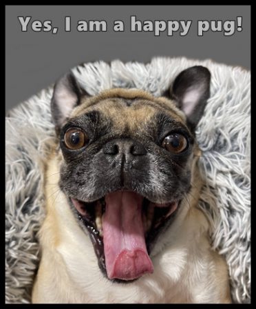 . . . and, yes, this is a real picture of pure happiness! - Adult Apricot Pug | A dog doesn't care if you're rich or poor, smart or dumb, give him your heart and he'll give you his.