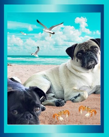 Murdock and Lucy enjoying a day at the beach - Adult Multiple Color Pugs | What counts is not necessarily the size of the dog in the fight, it's the size of the fight in the dog.