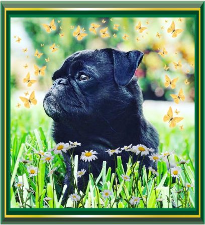 Lucy knows this is her best side! - Adult Black Pug | Don't accept your dog's admiration as conclusive evidence that you are wonderful.