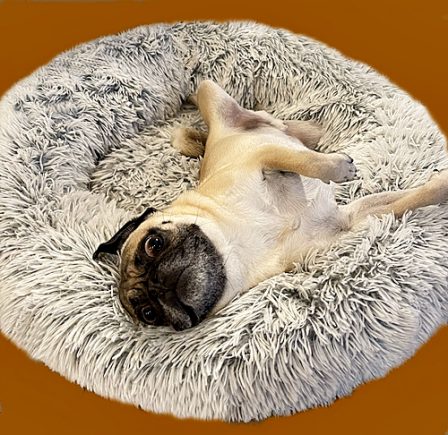 Is your bed this comfortable? - Adult Apricot Pug | The average dog is a nicer person than the average person.