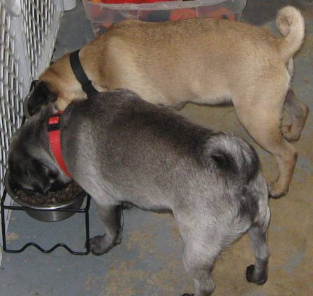 Apricot male and silver female - Multiple Color Pugs - Puppies and Adults | The dog was created specially for children. He is the god of frolic.