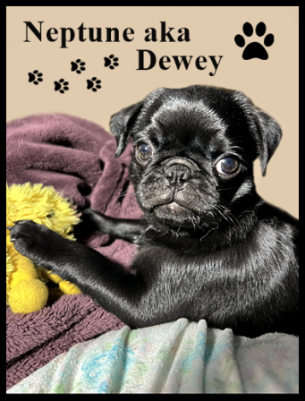 Lady's and Chocula's little man Neptune/Dewey - Black Pug Puppies | The dog is a gentleman; I hope to go to his heaven not man's.