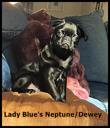 Janet is proud of how handsome Neptune/Dewey has become - Black Pug Puppies | Dogs love their friends and bite their enemies, quite unlike people, who are incapable of pure love and always mix love and hate.