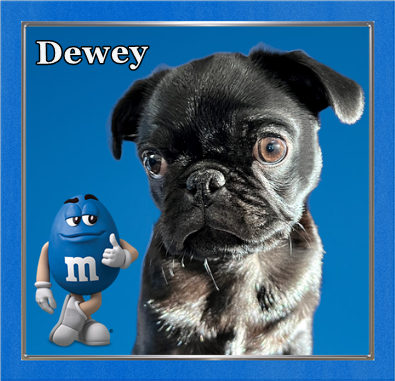 Lady Blue's Neptune/Dewey - Black Pug Puppies | The reason a dog has so many friends is that he wags his tail instead of his tongue.