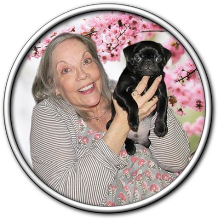 and they called it puppy love with Julie and Neptune/Dewey - Black Pug Puppies | Heaven goes by favor, if it went by merit, you would stay out and your dog would go in.
