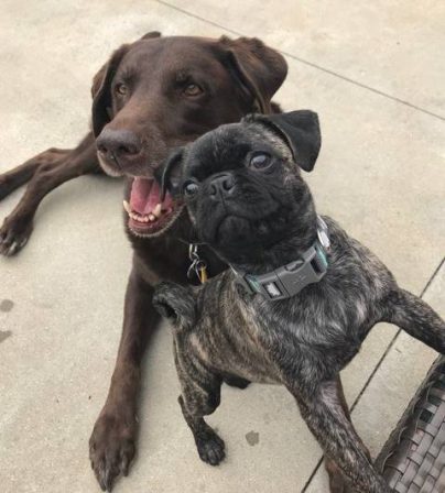 A picture speaks 1,000 words! - Brindle Pug - Puppies and Adults | Don't accept your dog's admiration as conclusive evidence that you are wonderful.