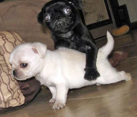 Not now, I have a headache. - Multiple Color Pugs Puppies | I've seen a look in dogs' eyes, a quickly vanishing look of amazed contempt, and I am convinced that basically dogs think humans are nuts.