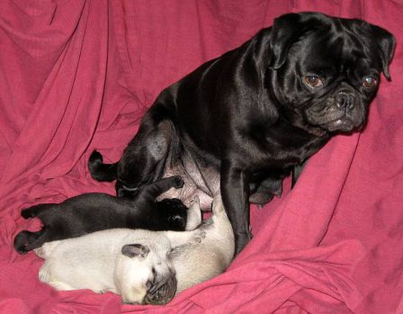 Aah motherhood! - Multiple Color Pugs - Puppies and Adults | Do not make the mistake of treating your dogs like humans or they will treat you like dogs.