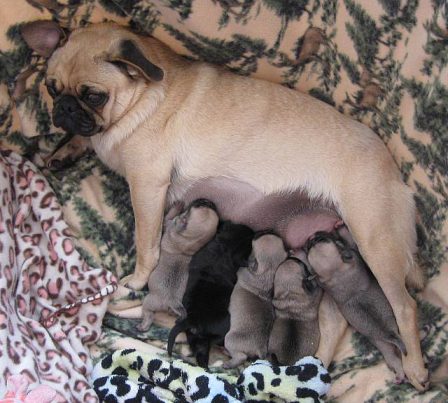I guess I was because look what happened! - Fawn Pug - Puppies and Adults | To sit with a dog on a hillside on a glorious afternoon is to be back in Eden.
