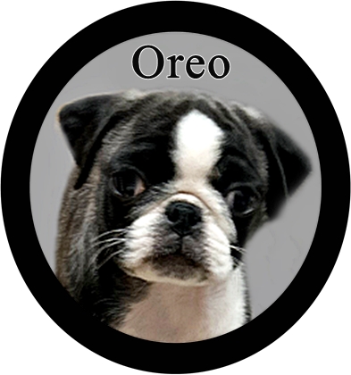 Oreo is looking for his forever home and can be seen on blueridgepugs.com - Multiple Color Pugs Puppies | If there are no dogs in Heaven, then when I die I want to go where they went.