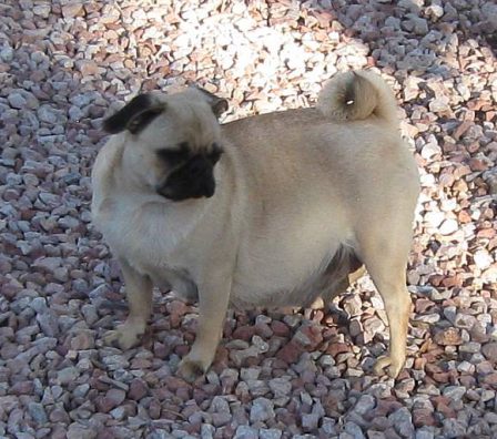 I wonder if I am preggers - Adult Fawn Pug | Outside of a dog, a book is man's best friend - inside of a dog it's too dark to read.