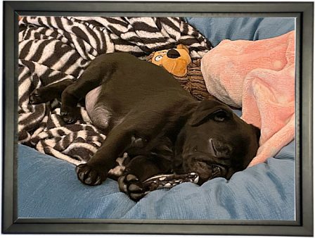 John & Laura's baby girl Paige - Black Pug Puppies | The pug is living proof that God has a sense of humor.