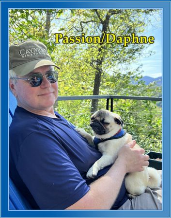 Daddy's little girl - Adult Fawn Pug | Don't accept your dog's admiration as conclusive evidence that you are wonderful.