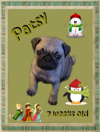 Patsy as in Kline! - Fawn Pug Puppies | A dog is one of the remaining reasons why some people can be persuaded to go for a walk.