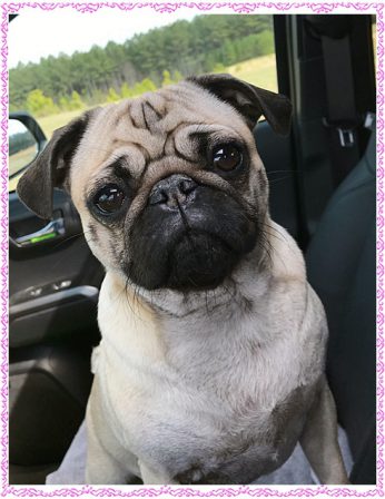 Brandy's Patsy/Biscuit looking good at 3 years old - Adult Fawn Pug | Such short lives our dogs have to spend with us, and they spend most of it waiting for us to come home each day.