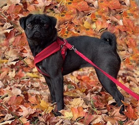 Nathan's black beauty Ruby Dee at 2 years old - Adult Black Pug | Dogs feel very strongly that they should always go with you in the car, in case the need should arise for them to bark violently at nothing, right in your ear.