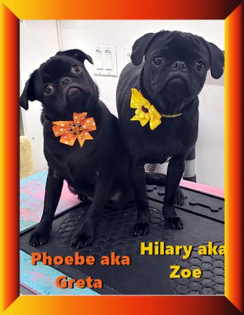Molly's Phoebe/Greta and Cocoa's Hilary/Zoe - Black Pug Puppies | Did you ever walk into a room and forget why you walked in? I think that is how dogs spend their lives.