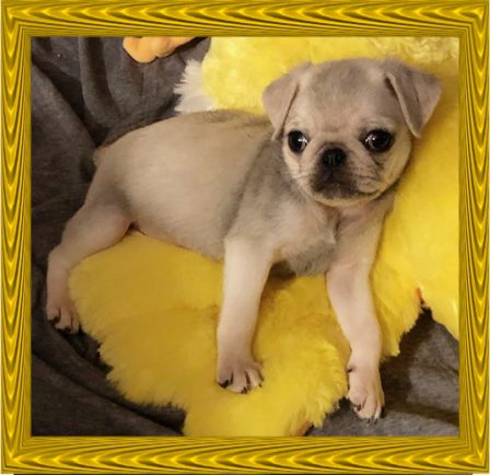 Lady Blue/Sterling's chinchilla female, Piama - Multiple Color Pugs Puppies | One reason a dog can be such a comfort when you're feeling blue is that he doesn't try to find out why.