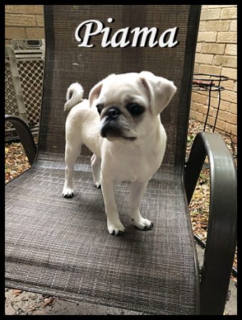 This is MY chair and believe me when I tell you I don't share - White Pug Puppies | Such short lives our dogs have to spend with us, and they spend most of it waiting for us to come home each day.