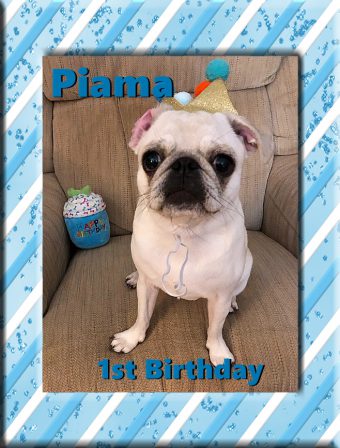 Lady Blue's/Sterling's girl Piama on her first birthday - Adult White Pug | I've seen a look in dogs' eyes, a quickly vanishing look of amazed contempt, and I am convinced that basically dogs think humans are nuts.